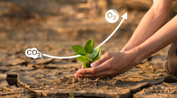 como-compensar-las-emisiones-de-co2