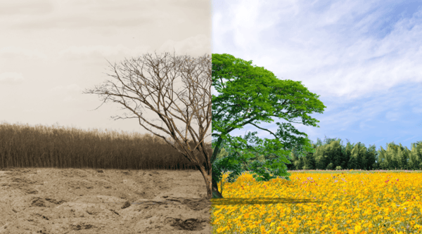 ejemplos-de-impacto-ambiental