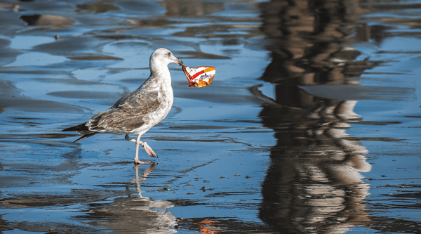 impacto-ambiental-negativo