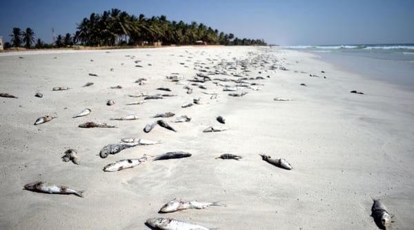  impacto-en-los-oceanos