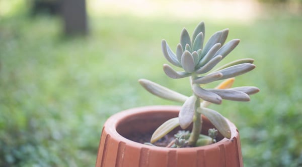 optar-por-plantas-endemicas