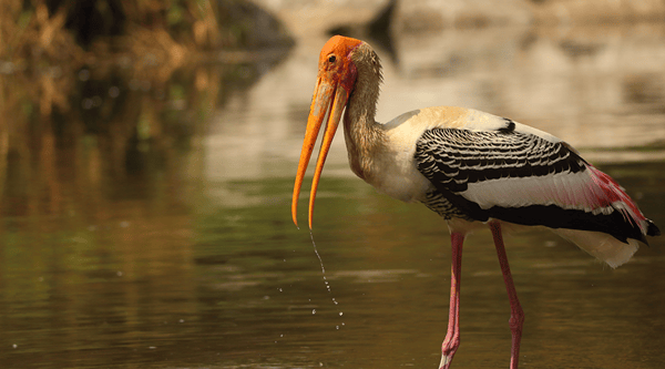 perdida-de-biodiversidad